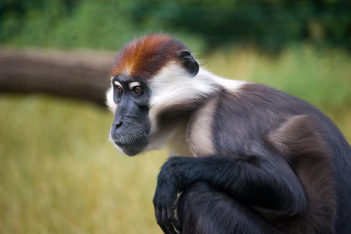 Rotscheitelmangabe im Berliner Tierpark_Sebastian Niedlich